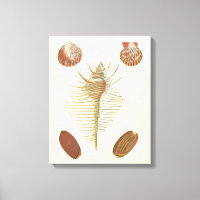 Cinq d'un coquillage