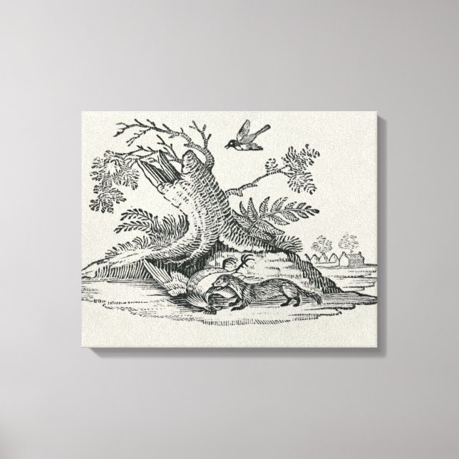 Toile Civet avec Cockerel de 'Histoire des Quadrupeds' (Recto)