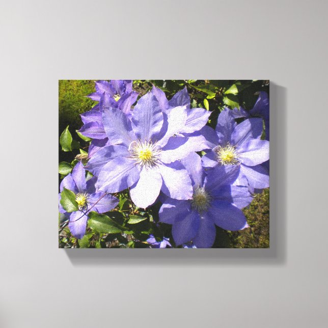 Toile Clematis Periwinkle (Recto)