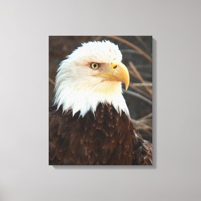 Toile Closeup de Bald Eagle (Recto)