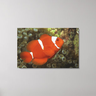Toile Clownfish marron avec l'actinie