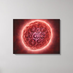 Toile Cluster De Blastomères Formant Une Morula