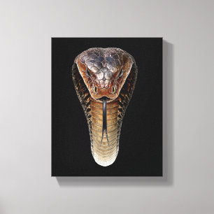 Toile Cobra royal