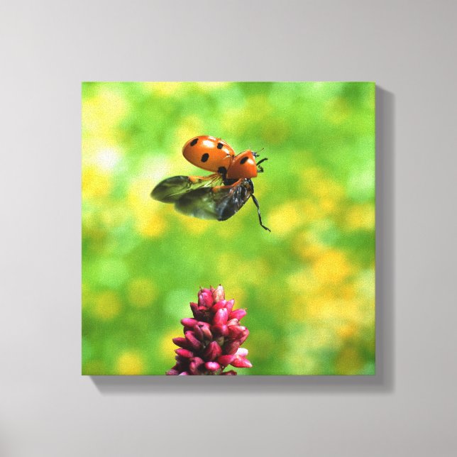 Toile coccinelle (Recto)