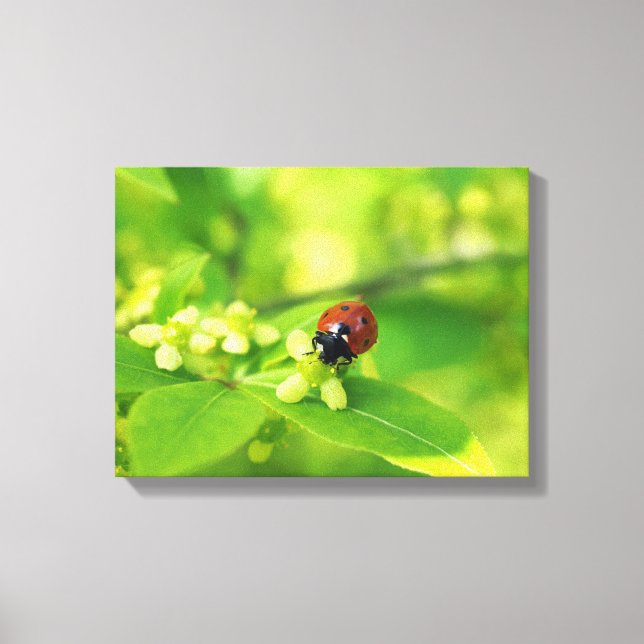 Toile Coccinelle brillante (Recto)