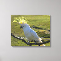 Cockatoo à pois de soufre jaune australien