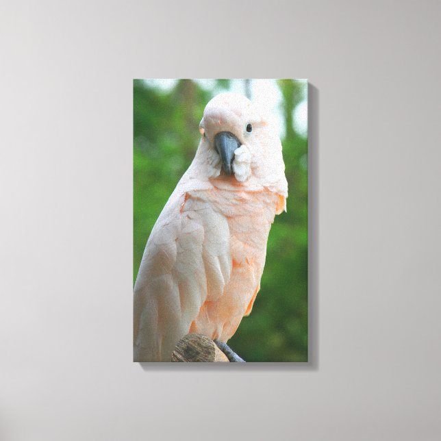 Toile Cockatoo Moluccan (Recto)