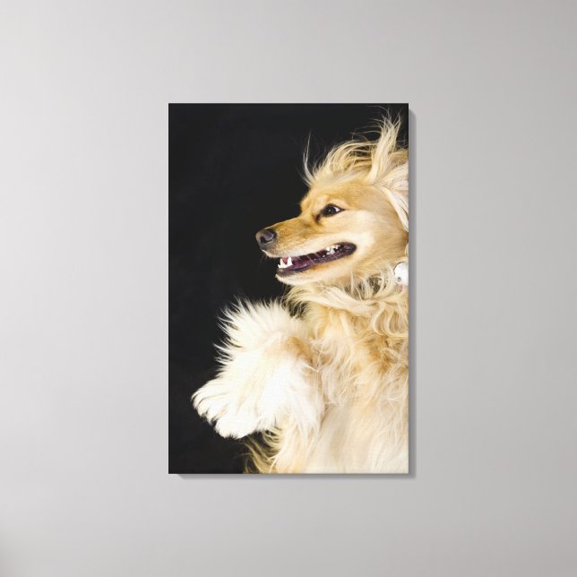 Toile cocker spaniel mix sur son dos (Recto)