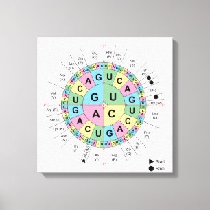 Toile Codons Amino Acids Table Code génétique ADN