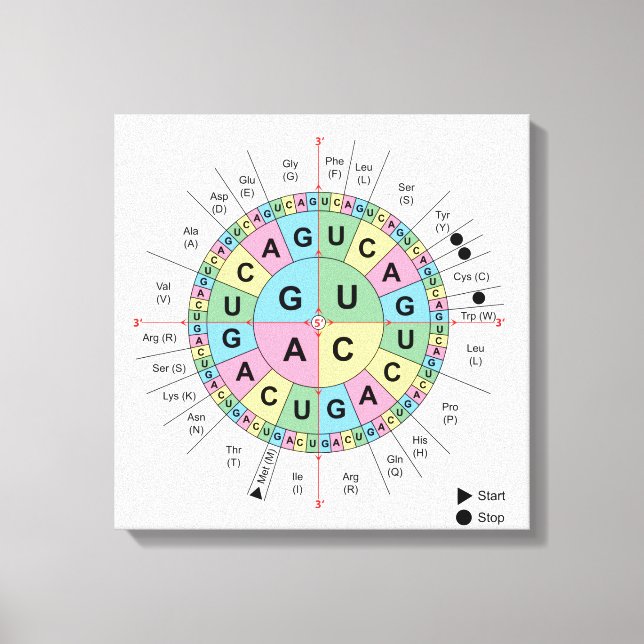 Toile Codons Amino Acids Table Code génétique ADN (Recto)