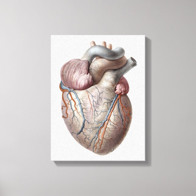 Toile Cœur d'organes anatomiques humains vintage sain (Recto)