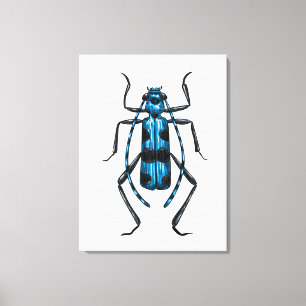 Toile Coléoptère Rosalia Alpina