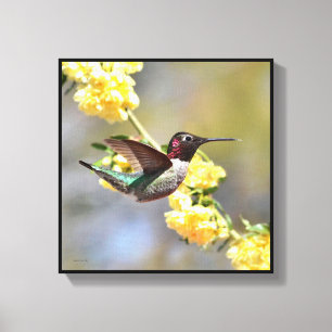 Toile Colibri