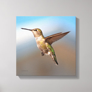 Toile Colibri