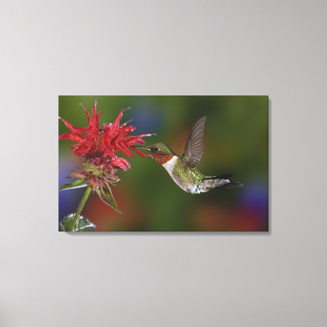 Toile Colibri à gorge rubis mâle (Recto)