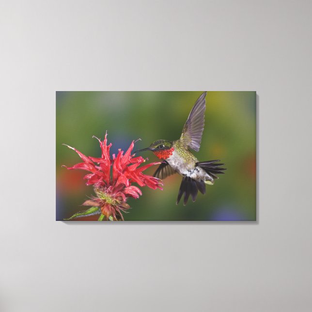 Toile Colibri à gorge rubis mâle (Recto)
