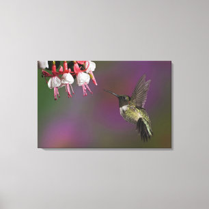 Toile Colibri à gorge rubis mâle