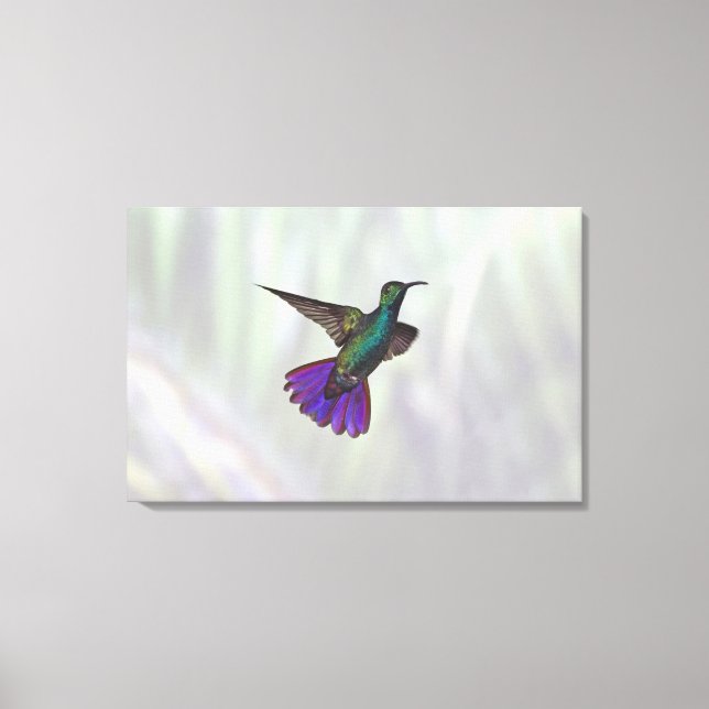 Toile Colibri à poitrine verte Anthracocorax (Recto)
