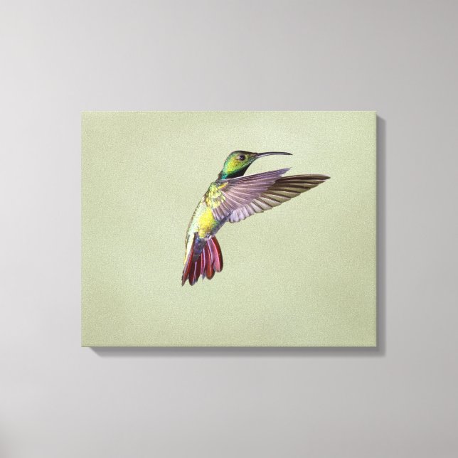 Toile Colibri à poitrine verte Anthracocorax 2 (Recto)