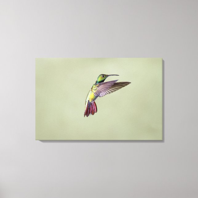 Toile Colibri à poitrine verte Anthracocorax 2 (Recto)