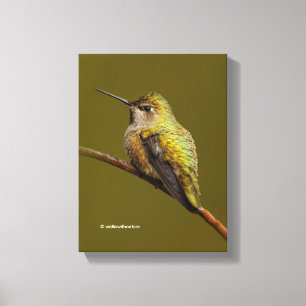 Toile Colibri d'Anna sur la vignes vierges à trompette é