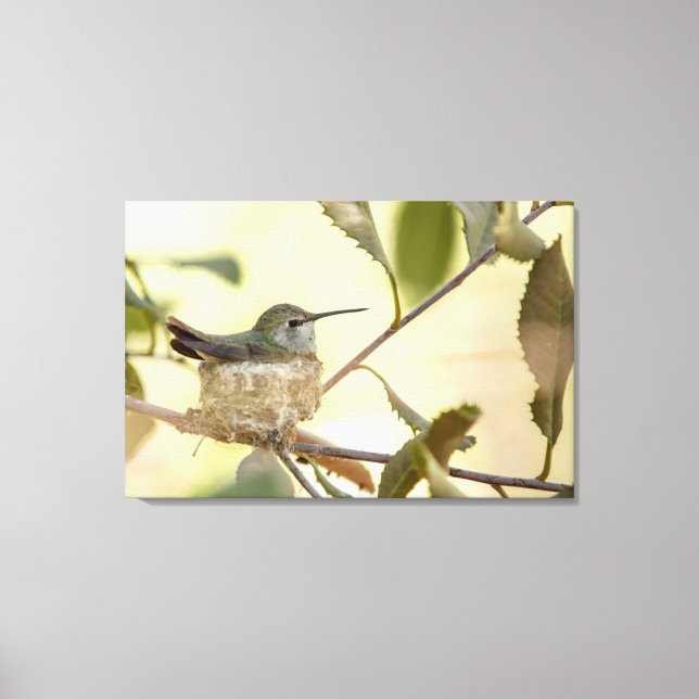 Toile Colibri femelle sur son nid (Recto)