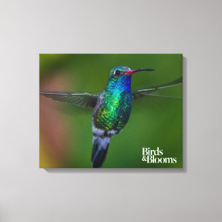Toile Colibri flottant
