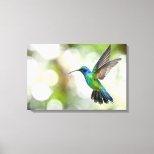 Toile Colibri iridescent traverse des gouttes d'eau