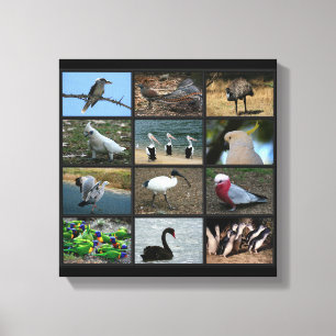 Toile Collage d'Oiseaux australiens