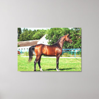 Toile collection de chevaux. baie d'arabie