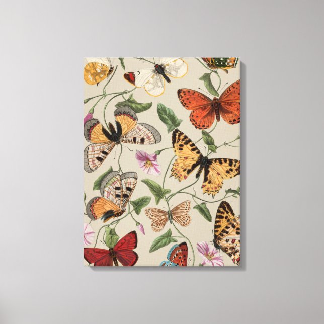 Toile Collection de la papillon Moth Nature Dessin (Recto)