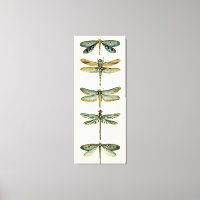 Collection de libellules par Chariklia Zarris