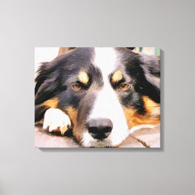 TOILE COLLIE FRONTALIÈRE (Recto)