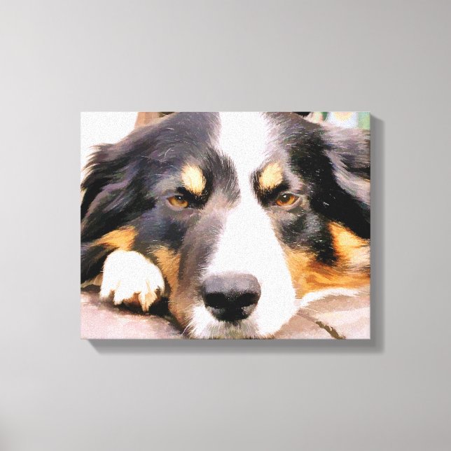 TOILE COLLIE FRONTALIÈRE (Recto)
