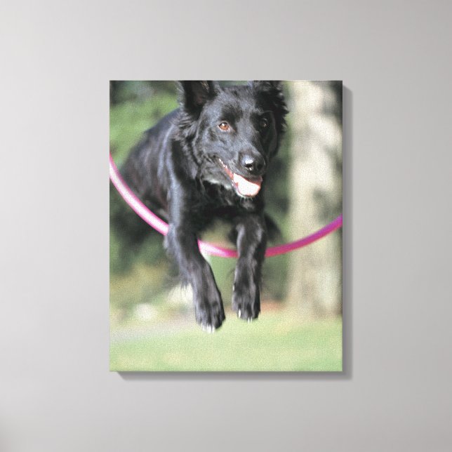 Toile Collie frontière mixte (Recto)
