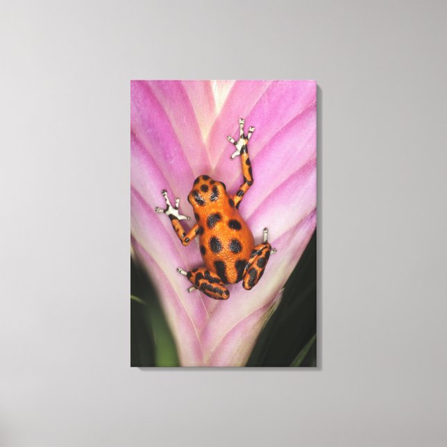 Toile Colon Isle Dart Frog, Oophaga pumilio (Recto)