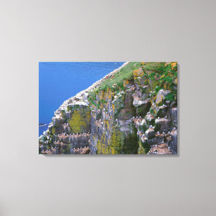 Toile Colonie D'Oiseaux De Mer Sur Rocky Cliff