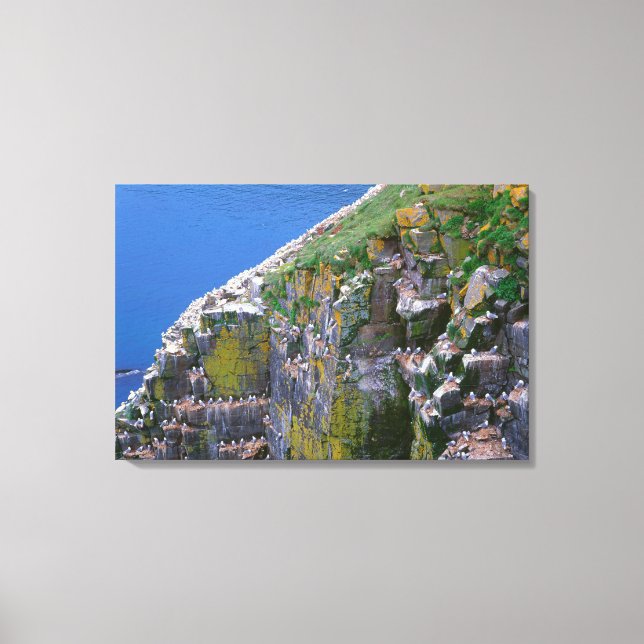 Toile Colonie d'oiseaux de mer sur une falaise rocheuse (Recto)