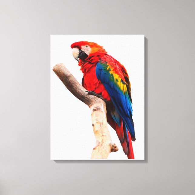 Toile Colored Parrot (Recto)