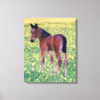 Colt dans le champ de Dandelion