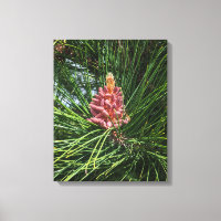 Cône de pollen de pin rouge (Pinus resinosa)