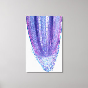 Toile Conseil racine du Plante de maïs