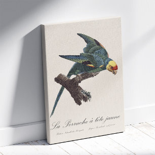 Toile Conure de Caroline, Conuropsis carolinensis