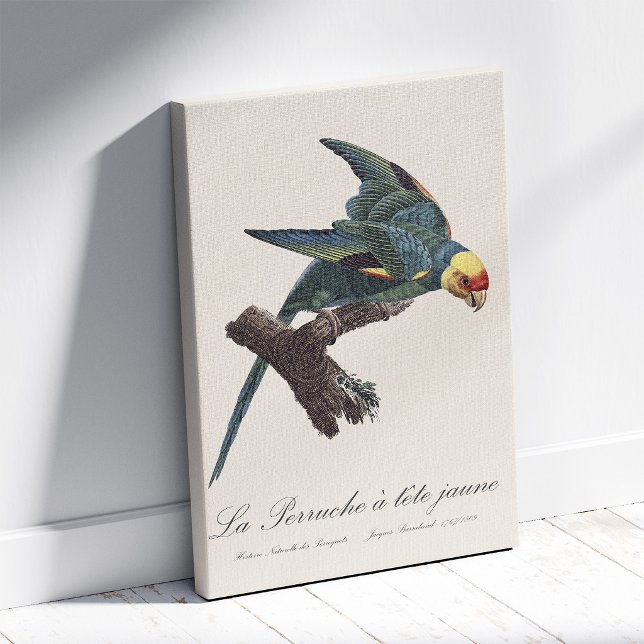 Toile Conure de Caroline, Conuropsis carolinensis (Carolina parakeet, Conuropsis carolinensis. Canvas Print)