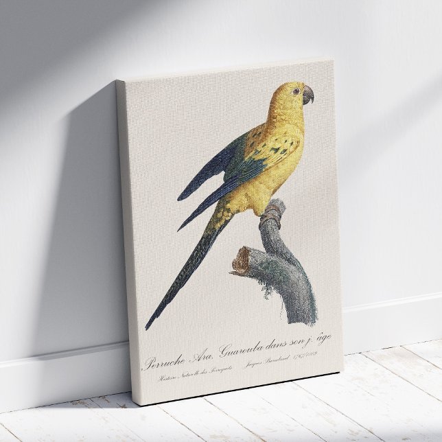 Toile Conure soleil ou Aratinga solstitialis (Guarouba dans sons jeune age / Sun parakeet. Canvas Print)