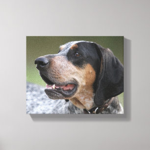 Toile Coonhound