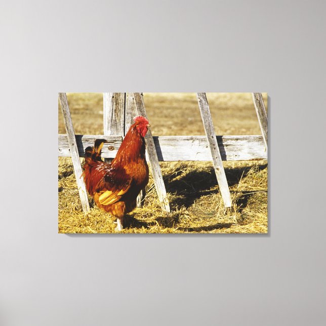Toile Coq Rhode Island Red (Recto)