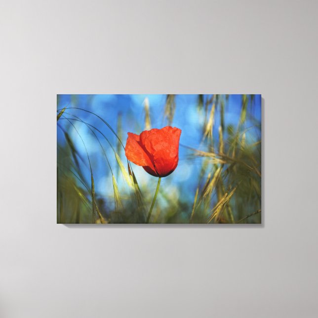 Toile Coquelicot rouge (Recto)