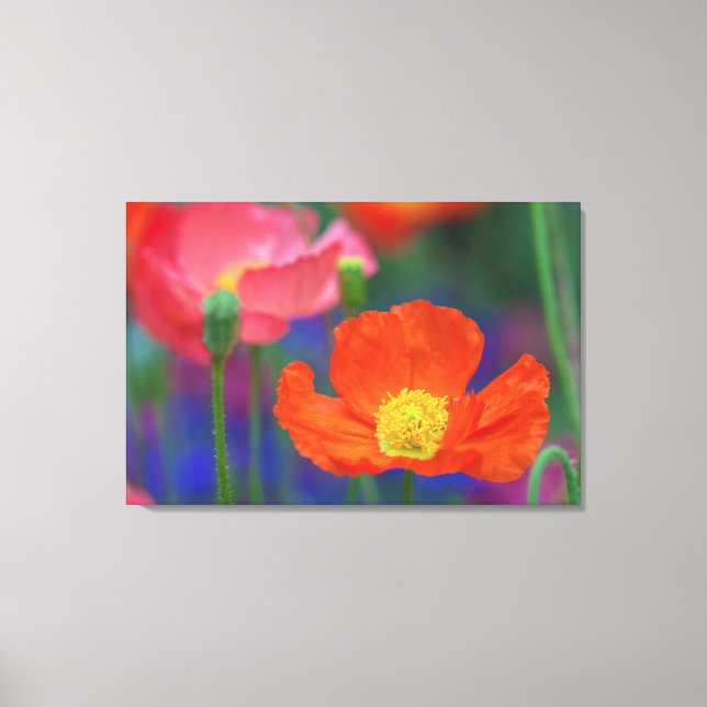 Toile Coquelicot Rouge (Recto)