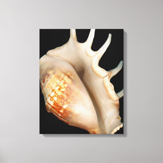 Toile Coquille - Conchologie - Conch (Recto)